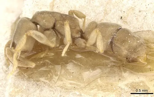 Hypoponera sulcatinasis specimen CASENT0915207 image casent0915207_3