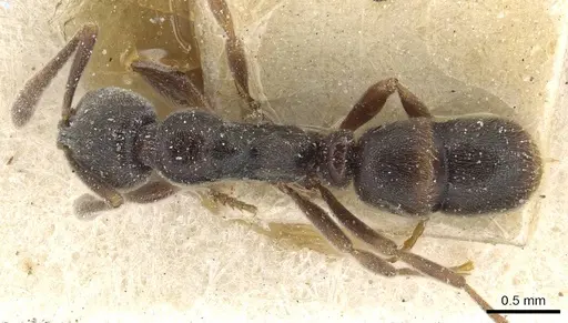 Hypoponera sulcatinasis specimen CASENT0915209 image casent0915209_1