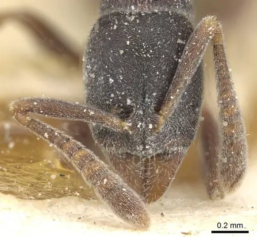 Hypoponera sulcatinasis specimen CASENT0915209 image casent0915209_2