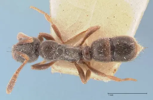 Hypoponera sulcatinasis specimen FOCOL1000 image focol1000_1