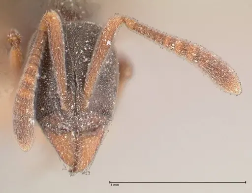 Hypoponera sulcatinasis specimen FOCOL1000 image focol1000_2