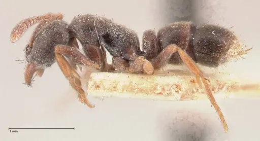 Hypoponera sulcatinasis specimen FOCOL1000 image focol1000_3