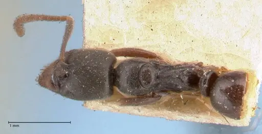 Hypoponera sulcatinasis specimen FOCOL1001 image focol1001_1