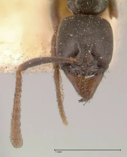 Hypoponera sulcatinasis specimen FOCOL1001 image focol1001_2