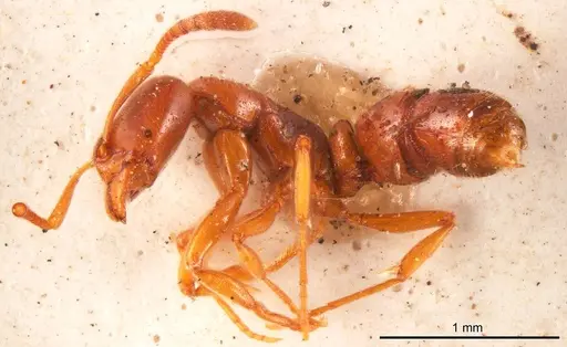 Hypoponera sulciceps specimen ANTWEB1008271 image antweb1008271_1