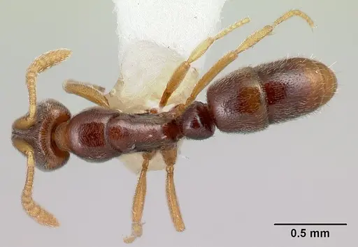 Hypoponera surda specimen CASENT0226544 image casent0226544_1