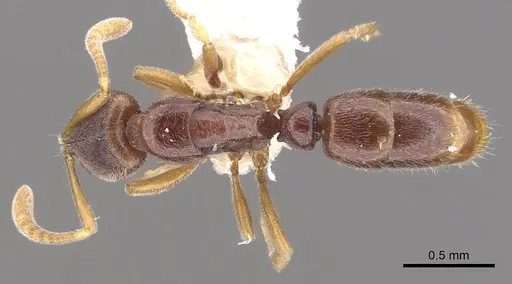 Hypoponera surda specimen CASENT0902547 image casent0902547_1