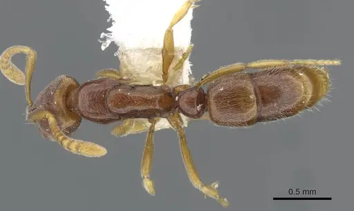Hypoponera surda specimen CASENT0911178 image casent0911178_1