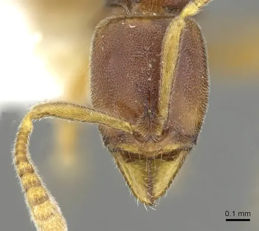 Hypoponera surda specimen CASENT0911178 image casent0911178_2