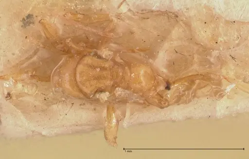 Hypoponera taprobanae specimen FOCOL0992 image focol0992_1
