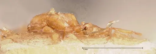 Hypoponera taprobanae specimen FOCOL0992 image focol0992_2