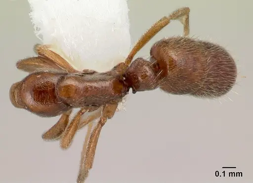 Hypoponera tecta specimen CASENT0226551 image casent0226551_1