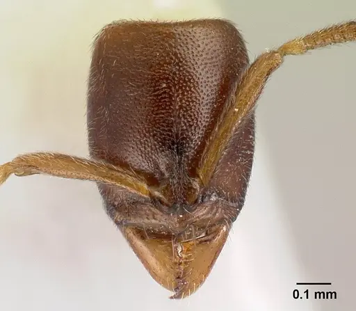 Hypoponera tecta specimen CASENT0226551 image casent0226551_2