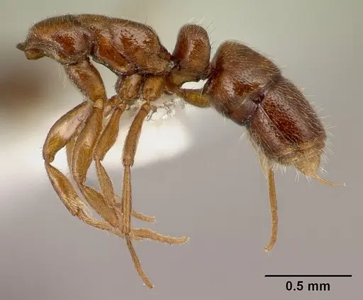 Hypoponera tecta specimen CASENT0226551 image casent0226551_3