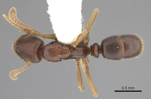 Hypoponera tenella specimen CASENT0260439 image casent0260439_1