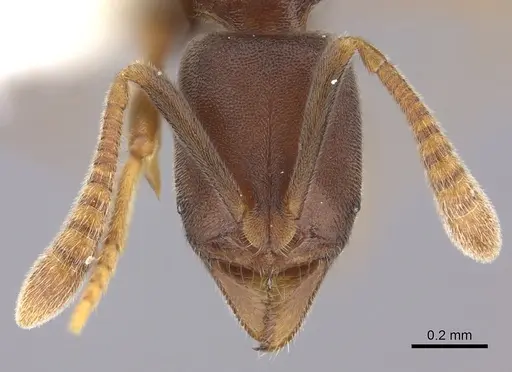 Hypoponera tenella specimen CASENT0260439 image casent0260439_2