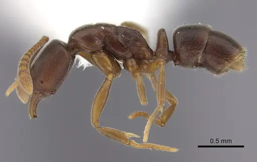 Hypoponera tenella specimen CASENT0260439 image casent0260439_3