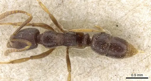 Hypoponera tenella specimen CASENT0903915 image casent0903915_1