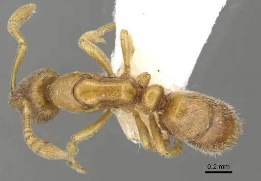 Hypoponera traegaordhi specimen CASENT0915210 image casent0915210_1