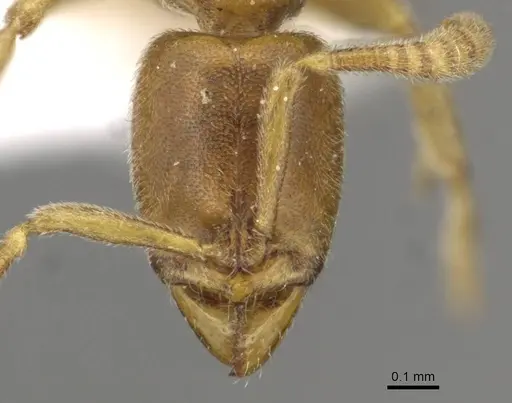 Hypoponera traegaordhi specimen CASENT0915210 image casent0915210_2
