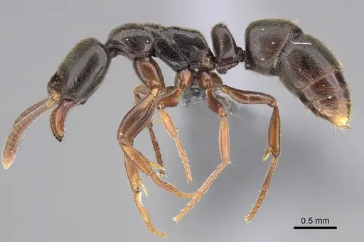 Hypoponera transvaalensis specimen CASENT0821431 image casent0821431_1