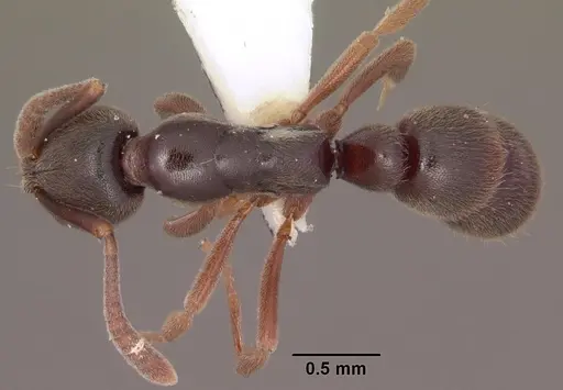 Hypoponera transvaalensis specimen SAM-HYM-C000707A image sam-hym-c000707a_1