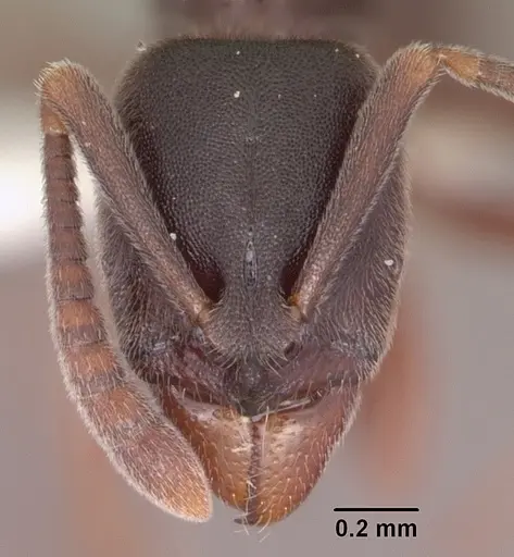Hypoponera transvaalensis specimen SAM-HYM-C000707A image sam-hym-c000707a_2