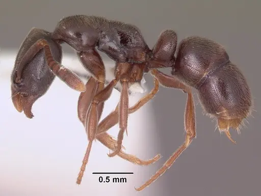Hypoponera transvaalensis specimen SAM-HYM-C000707A image sam-hym-c000707a_3