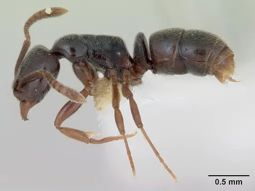 Hypoponera trigona specimen CASENT0173719 image casent0173719_3