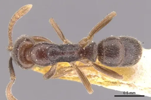 Hypoponera trigona specimen CASENT0902571 image casent0902571_1