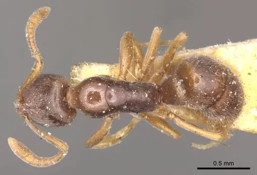 Hypoponera trigona specimen CASENT0915871 image casent0915871_1