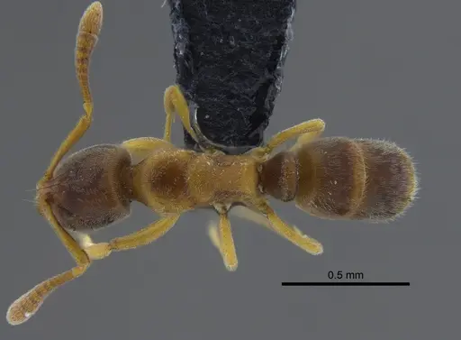 Hypoponera trigona specimen CBUMAGENT41732 image cbumagent41732_1