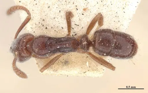 Hypoponera trigona specimen MHNGENTO00094347 image mhngento00094347_1