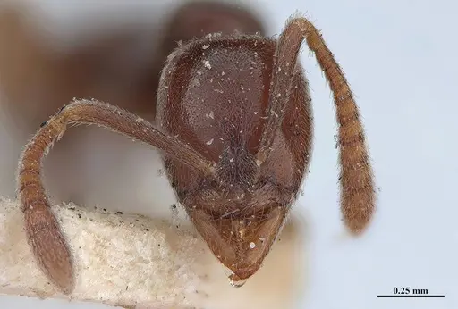 Hypoponera trigona specimen MHNGENTO00094347 image mhngento00094347_2