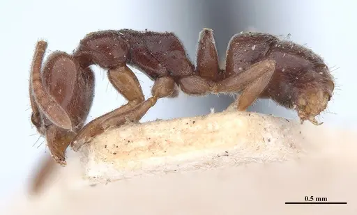 Hypoponera trigona specimen MHNGENTO00094347 image mhngento00094347_3