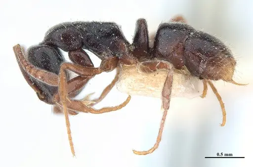 Hypoponera trigona specimen MHNGENTO00094348 image mhngento00094348_3