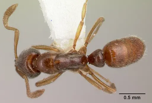 Hypoponera tristis specimen CASENT0226554 image casent0226554_1