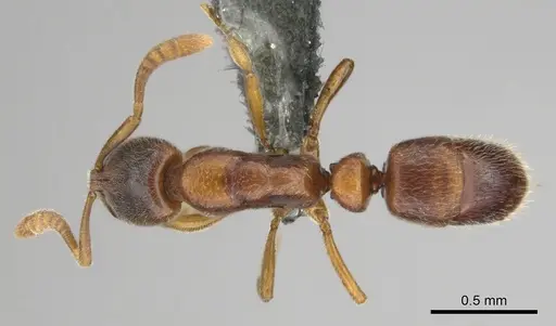 Hypoponera tristis specimen CASENT0254310 image casent0254310_1