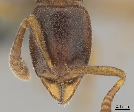 Hypoponera tristis specimen CASENT0254310 image casent0254310_2