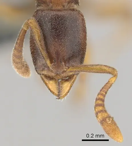 Hypoponera tristis specimen CASENT0254310 image casent0254310_3