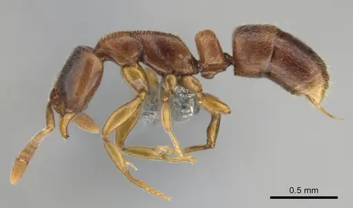 Hypoponera tristis specimen CASENT0254310 image casent0254310_4