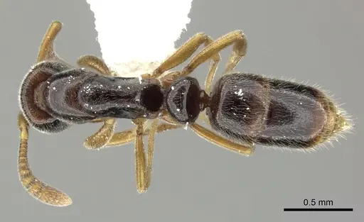 Hypoponera tristis specimen CASENT0270533 image casent0270533_1