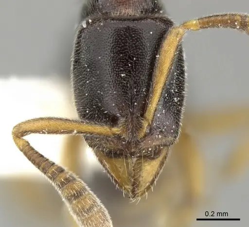 Hypoponera tristis specimen CASENT0270533 image casent0270533_2