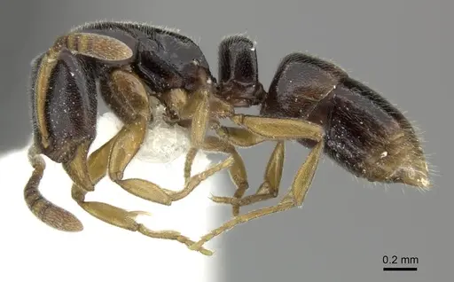 Hypoponera tristis specimen CASENT0270533 image casent0270533_3
