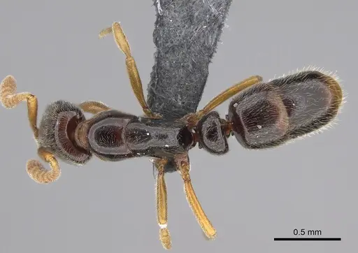 Hypoponera tristis specimen CASENT0351412 image casent0351412_1