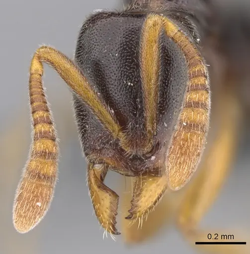 Hypoponera tristis specimen CASENT0351412 image casent0351412_2