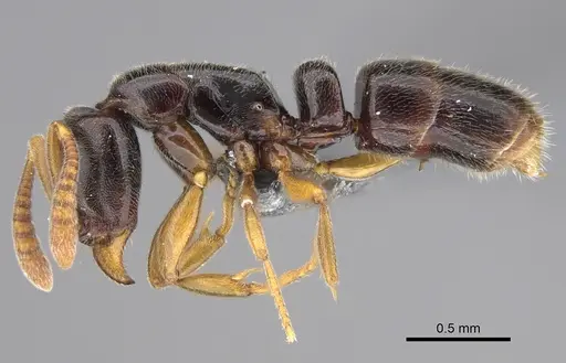 Hypoponera tristis specimen CASENT0351412 image casent0351412_3