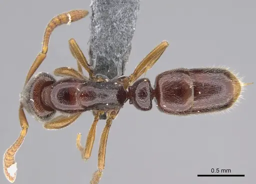 Hypoponera tristis specimen CASENT0351510 image casent0351510_1