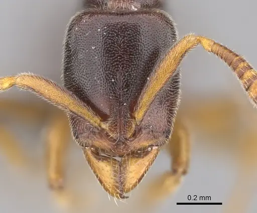Hypoponera tristis specimen CASENT0351510 image casent0351510_2