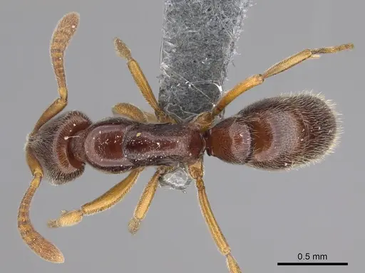 Hypoponera tristis specimen CASENT0356437 image casent0356437_1